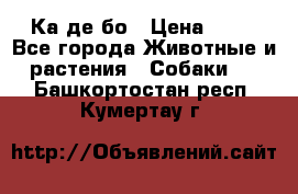 Ка де бо › Цена ­ 25 - Все города Животные и растения » Собаки   . Башкортостан респ.,Кумертау г.